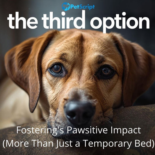 The Third Option